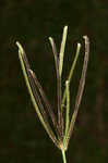 Pinewoods fingergrass